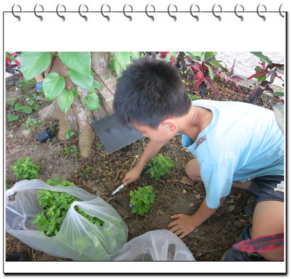 學生親手進行植栽